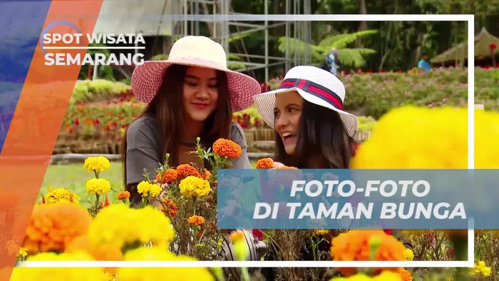 Berfoto di Tengah Keindahan Taman Bunga Celosia, Semarang