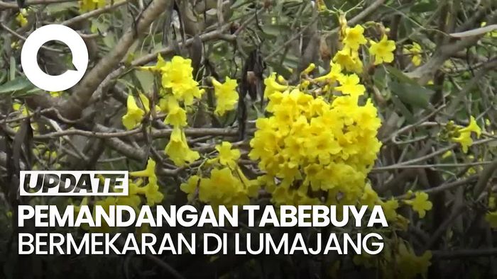 Video: Menikmati Alun-alun Lumajang di Bawah Tabebuya yang Bermekaran
