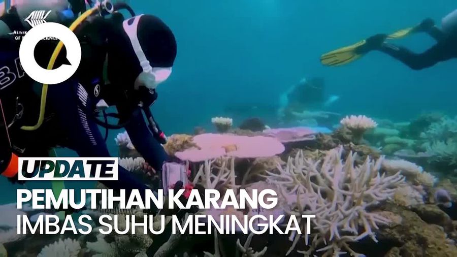 Video: Fenomena Pemutihan Karang secara Global, Dampaknya Rentan Penyakit