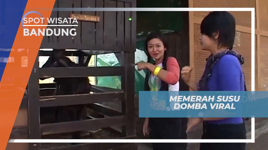 Belajar Memerah Susu Domba di Kandang Domba Cimahi
