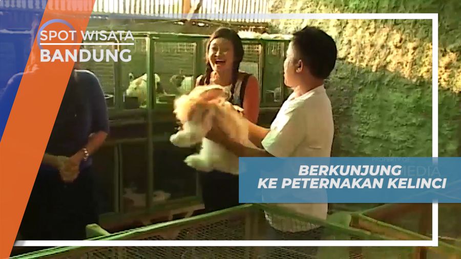 Melihat Kelinci-Kelinci Lucu yang Menggemaskan di Bandung
