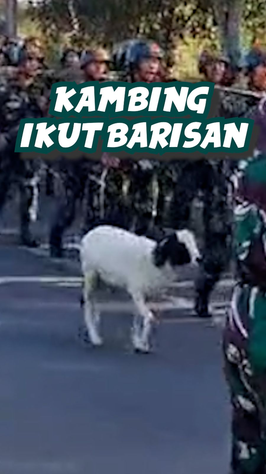 Video Kambing Ikut Latihan Tentara di Bandung