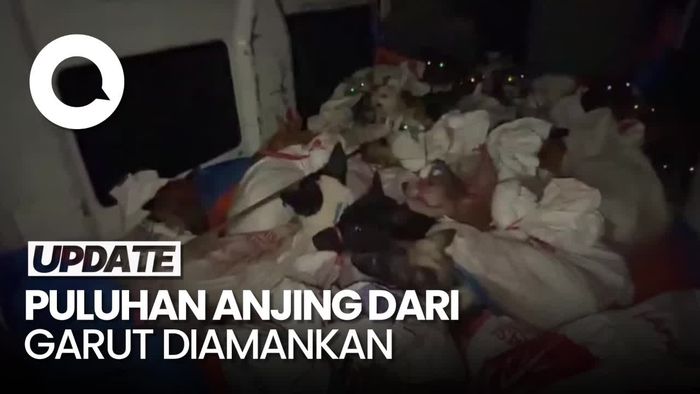 Video Puluhan Anjing dari Garut Diamankan di Banyumas, Diduga Akan Dijagal
