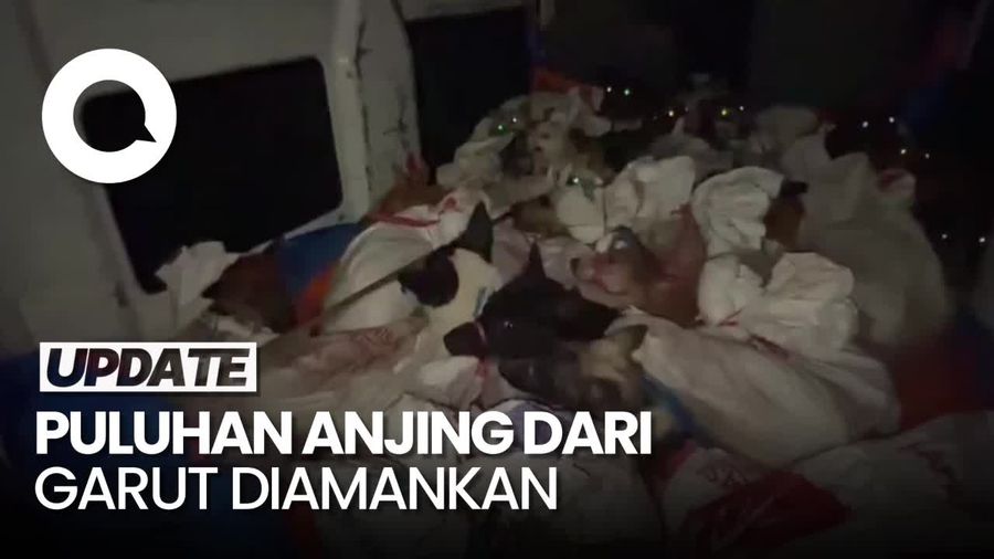 Video Puluhan Anjing dari Garut Diamankan di Banyumas, Diduga Akan Dijagal