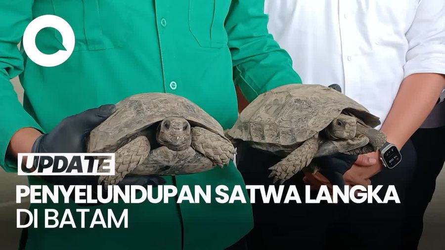 Video: Polda Kepri Gagalkan Penyelundupan Kura-kura Langka, 2 Pelaku Diringkus