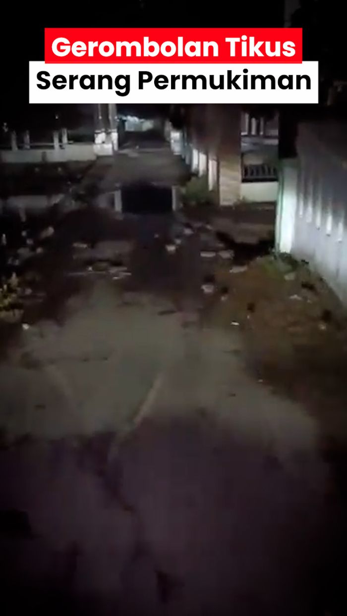 Video Heboh Koloni Tikus Serang Permukiman Warga di Karawang