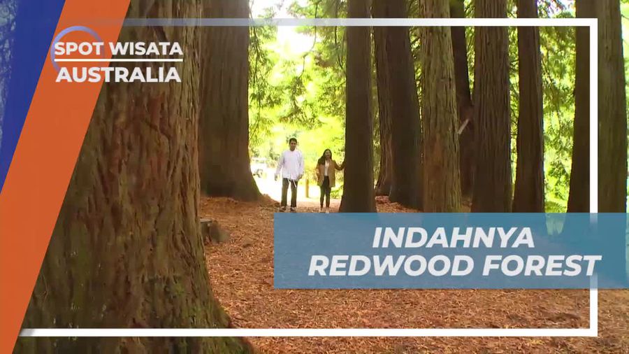 Mengagumi Pesona Redwood Forest yang Menakjubkan di Australia