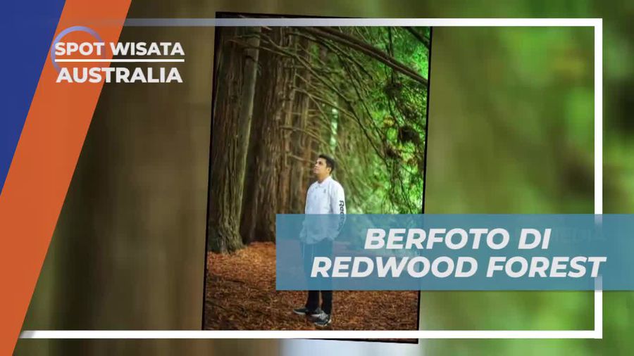 Berfoto Seru di Tengah Hutan Redwood Forest, Australia