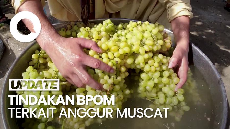 Video: Tindakan BPOM Jika Kandungan Berbahaya Anggur Muscat Ditemukan di RI