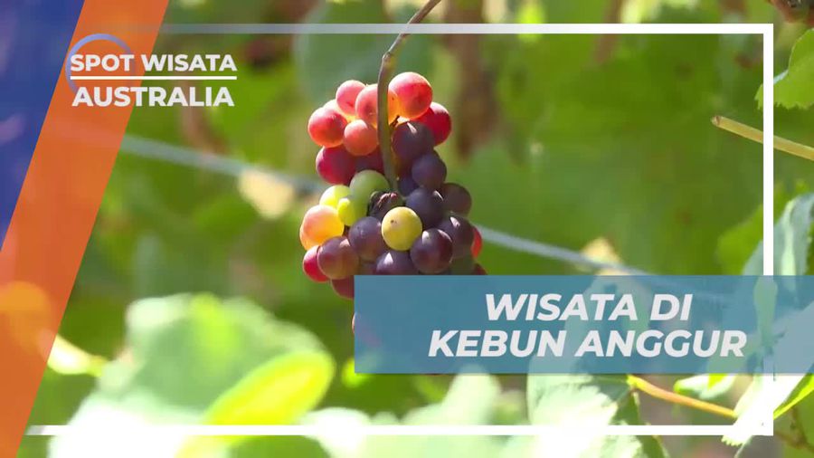 Menikmati Wisata Kebun Anggur di Montalto Winery, Australia