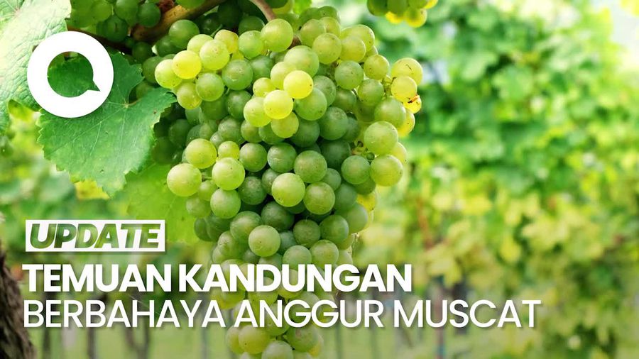 Video: Geger Temuan Residu Berbahaya Anggur Muscat di Thailand