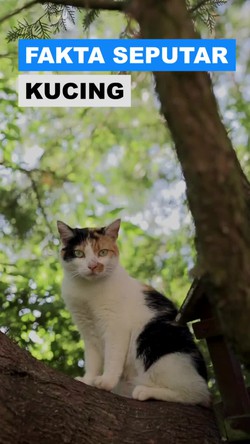 Video Fakta-fakta Kucing: Hewan yang Pilih Pengasuhnya-Sulit Dilatih