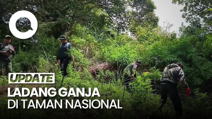 Video: Penampakan 5 Titik Ladang Ganja di Taman Nasional Bromo