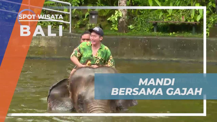 Serunya Mandi Bersama Gajah di Bali