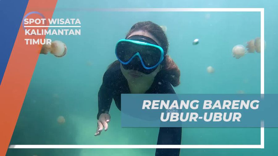 Serunya Berenang Bersama Ubur-Ubur di Danau Kakaban, Kalimantan Timur