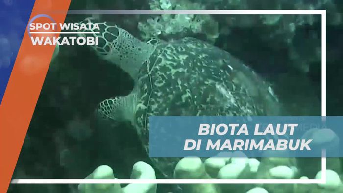 Menikmati Biota Laut di Spot Diving Marimabuk, Wakatobi