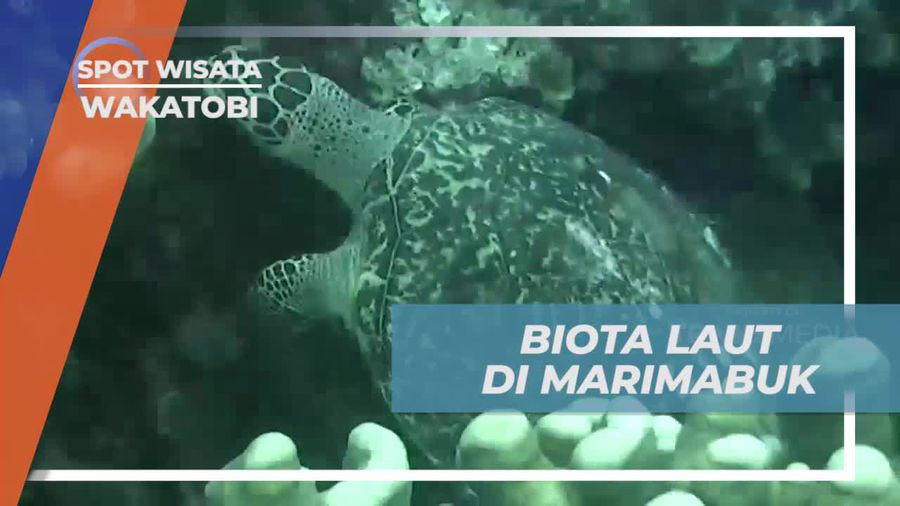 Menikmati Biota Laut di Spot Diving Marimabuk, Wakatobi