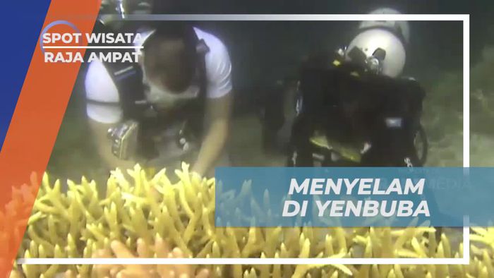 Menyelam di Yenbuba dan Menyaksikan Koral Warna-warni, Raja Ampat