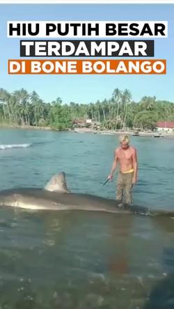 Video: Penampakan Hiu Putih Sepanjang 3 Meter Terdampar di Bone Bolango