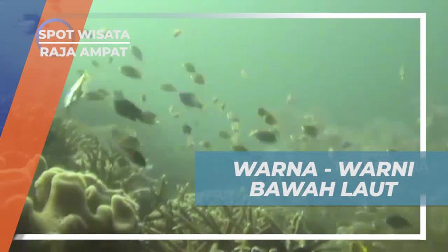 Terpesona oleh Keindahan Warna-warni Bawah Laut Raja Ampat
