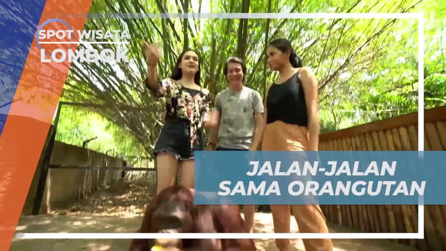 Jalan-Jalan Seru Bersama Orang Utan Ramah di Elephant Park, Lombok