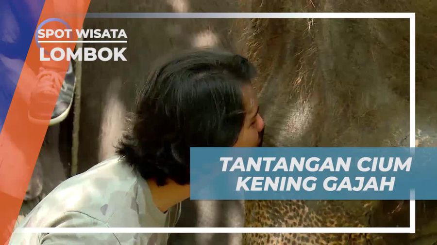 Tantangan Berani Cium Kening Gajah di Elephant Park, Lombok