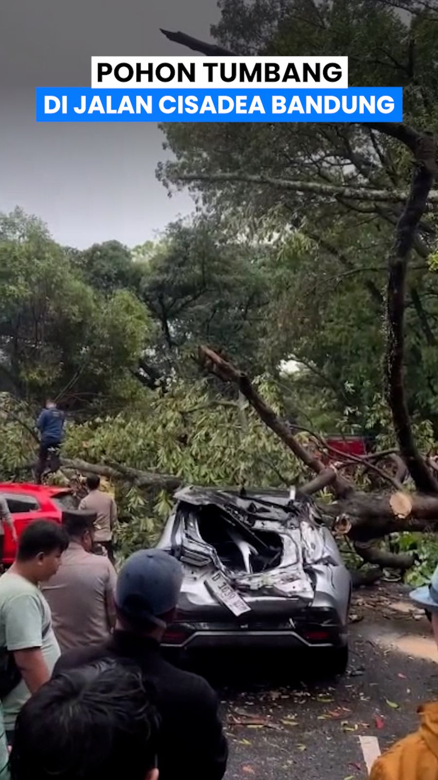 Video: 5 Mobil Tertimpa Pohon Tumbang di Cisadea Bandung, Ibu-Anak Terluka
