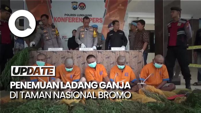Video: Penemuan Ladang Ganja di Taman Nasional Bromo, 2 Orang Ditangkap