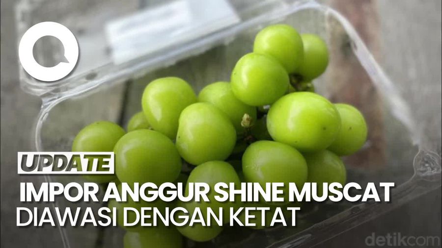 Video: Jawaban Badan Karantina soal Pengawasan Impor Anggur Shine Muscat