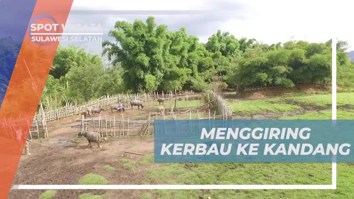 Menggiring Kawanan Kerbau ke Kandang di Pedesaan Sulawesi Selatan