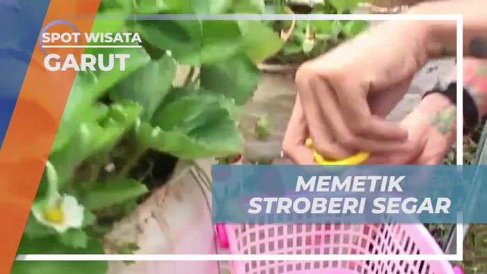 Momen Menyenangkan Memetik Stroberi Segar di Sari Papandayan Garut