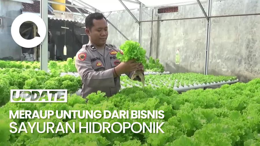 Video: Cuan Belasan Juta Berkat Budidaya Sayuran Hidroponik