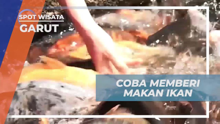 Asyiknya Memberi Makan Ikan di Kampung Sampireun Garut