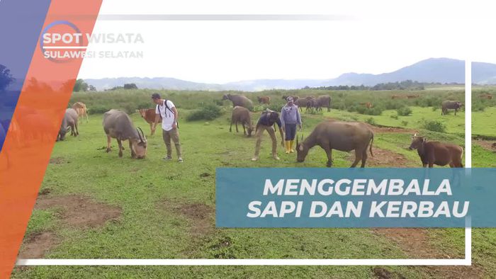 Serunya Menggembala Sapi dan Kerbau di Pedesaan Sulawesi Selatan