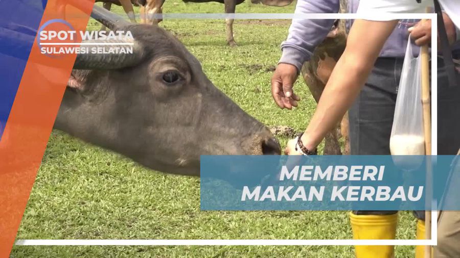 Pengalaman Memberi Makan Kerbau Ternak di Sulawesi Selatan