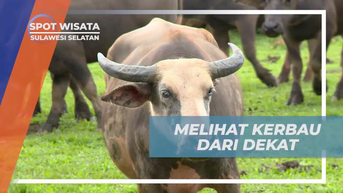 Melihat Langsung Kerbau dari Dekat di Padang Savana Sulawesi Selatan