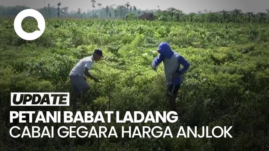 Video: Harga Anjlok Rp 3 Ribu/Kg, Petani Lumajang Babat Habis Tanaman Cabai