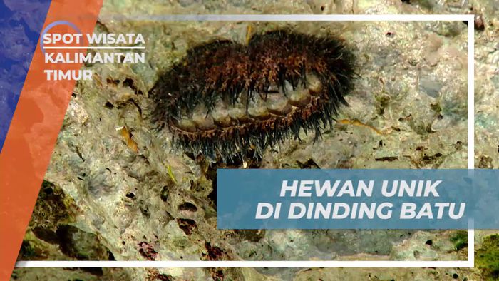 Menyusuri Goa Kecil dan Menemukan Hewan Unik di Dinding Batu Kalimantan Timur
