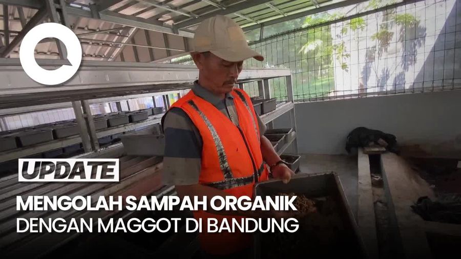 Video: Mengolah Sampah Organik dengan Maggot Demi Mengurangi Beban TPA