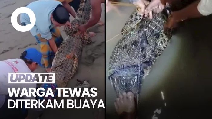 Momen Warga di Mamuju Ramai-ramai Tangkap Buaya