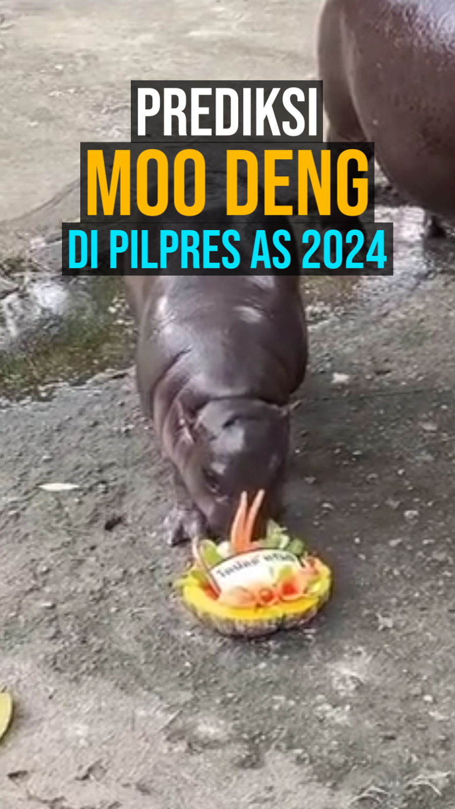 Video: Moo Deng Prediksi Pemenang Pilpres AS, Trump atau Kamala Harris?