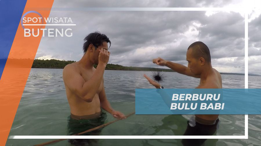 Pengalaman Berburu Bulu Babi untuk Kuliner Unik di Buteng