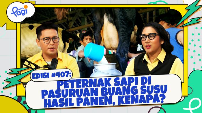 Peternak Sapi di Pasuruan Buang Susu Hasil Panen, Kenapa?