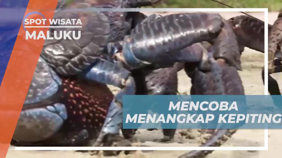 Berburu Kepiting Kenari di Alam Maluku