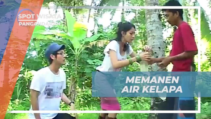 Pengalaman Panen Air Kelapa di Desa Cimerah, Pangandaran