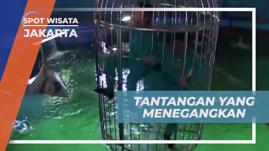 Sensasi Menegangkan Masuk Kolam Hiu di Jakarta