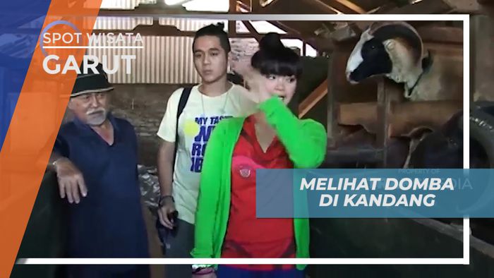 Mengunjungi Peternakan Domba Garut yang Legendaris