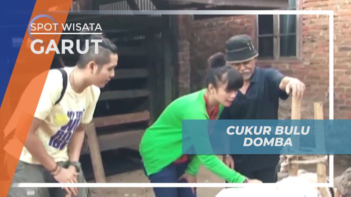 Mencukur Bulu Domba Garut Bersama Pawang Domba