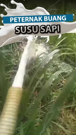 Video Viral Peternak Buang Susu Sapi, Komisi IV Colek Prabowo-Mentan
