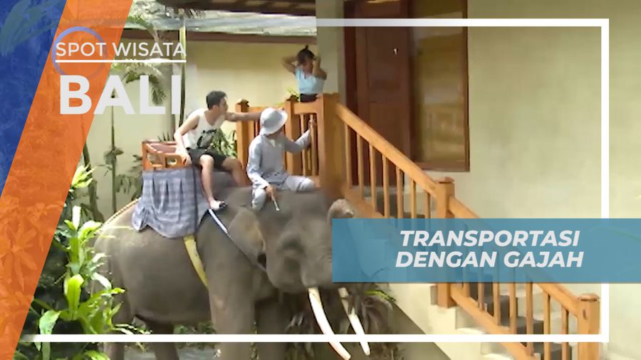 Menggunakan Gajah sebagai Transportasi Wisata di Bali